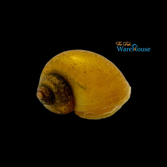 Golden Snail (Pomacea canaliculata)