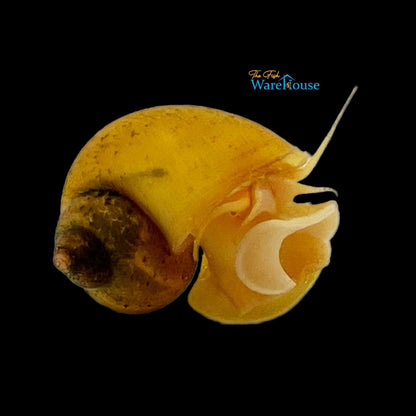 Golden Snail (Pomacea canaliculata)