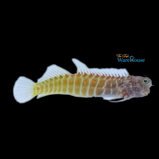 Golden Tiger Blenny (Escenius sp.)