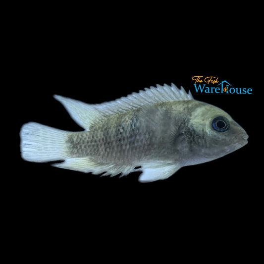 Rosy Cichlid (Panamius panamensis)