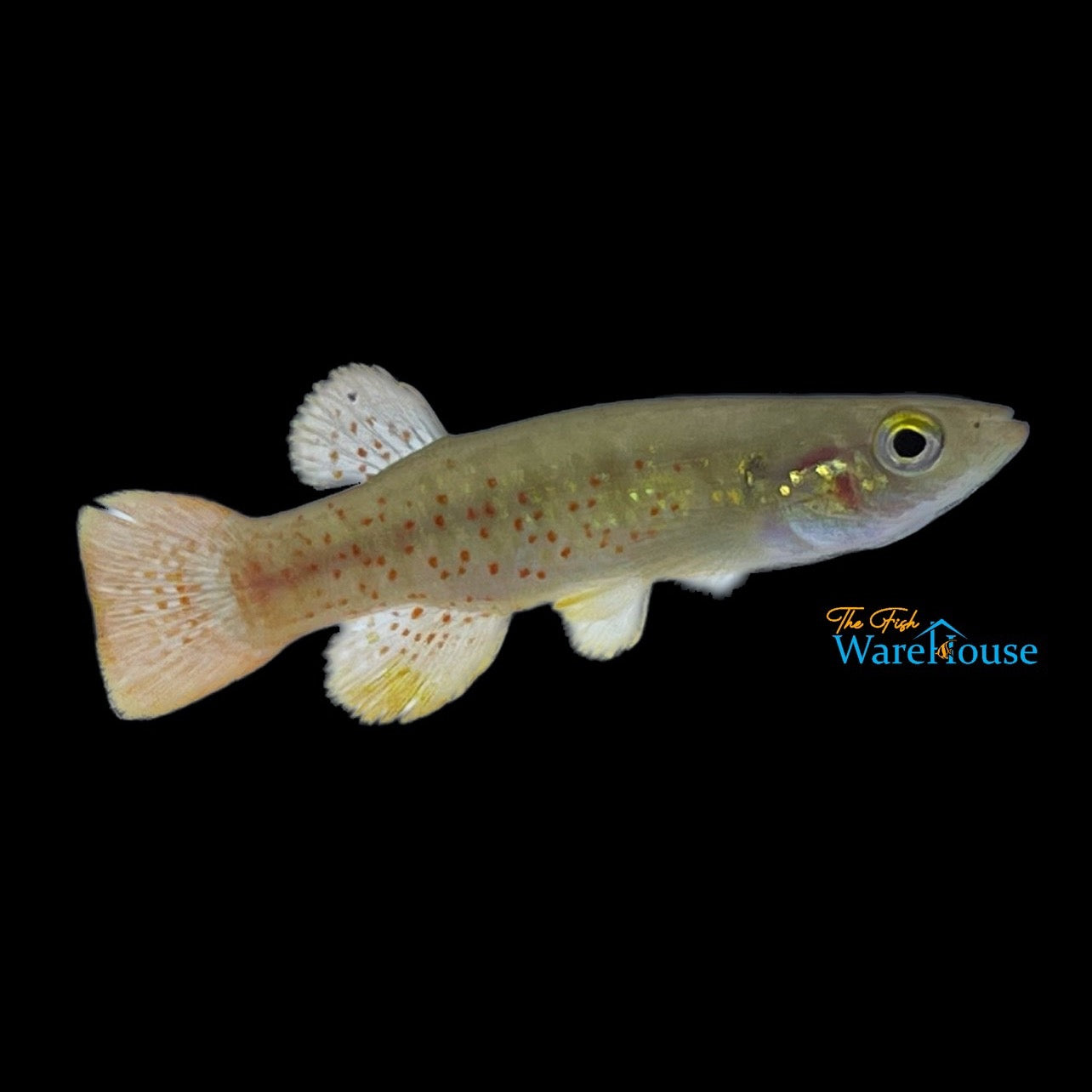 Golden Topminnow Killifish (Fundulus chrysotus)