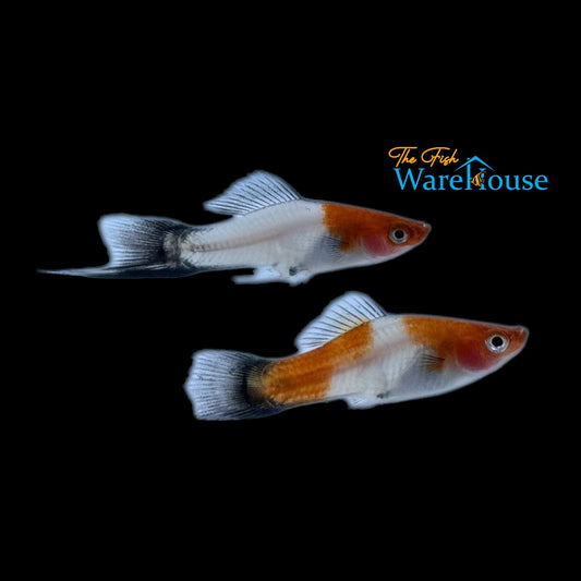 Koi Kohaku Wag Swordtail (Xiphophorus helleri)