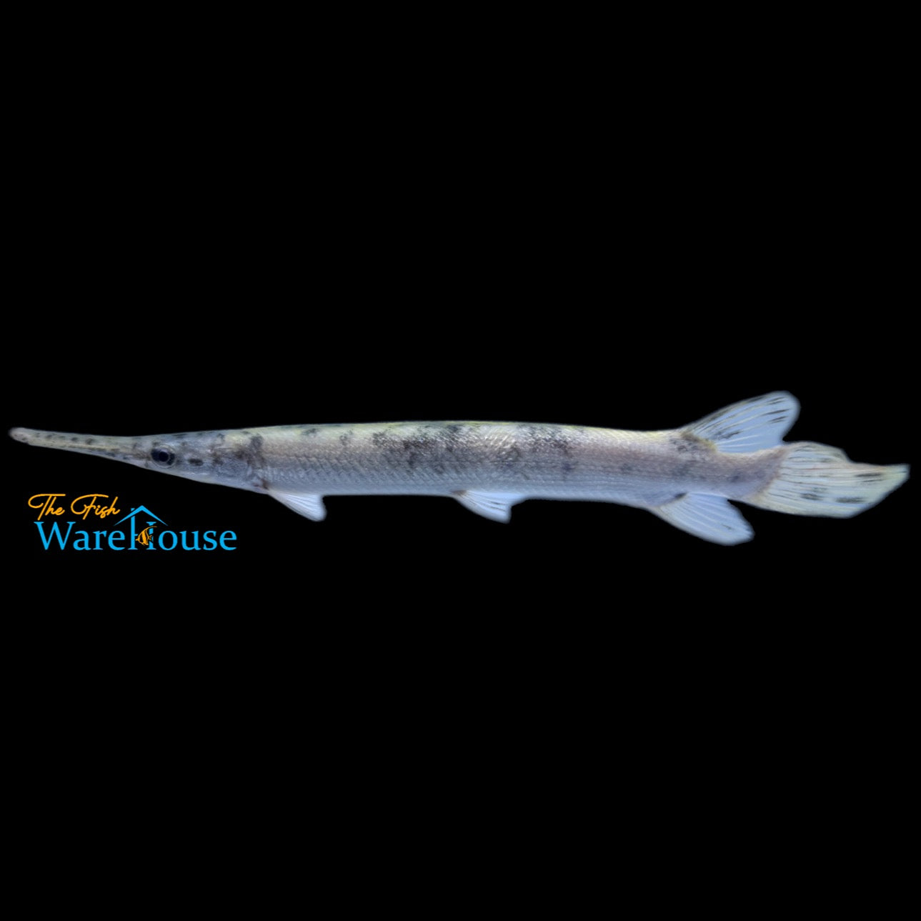 Golden Marbled Florida Gar (Lepisosteus platyrhincus)