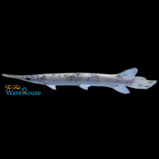 Golden Marbled Florida Gar (Lepisosteus platyrhincus)