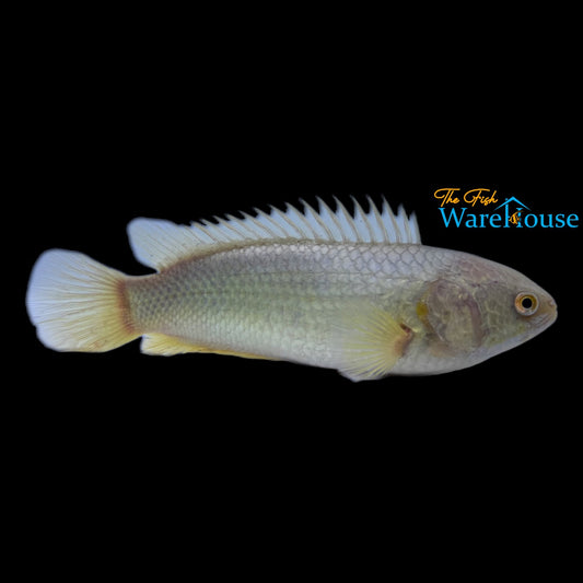 Golden Climbing Perch (Anabas testudineus)