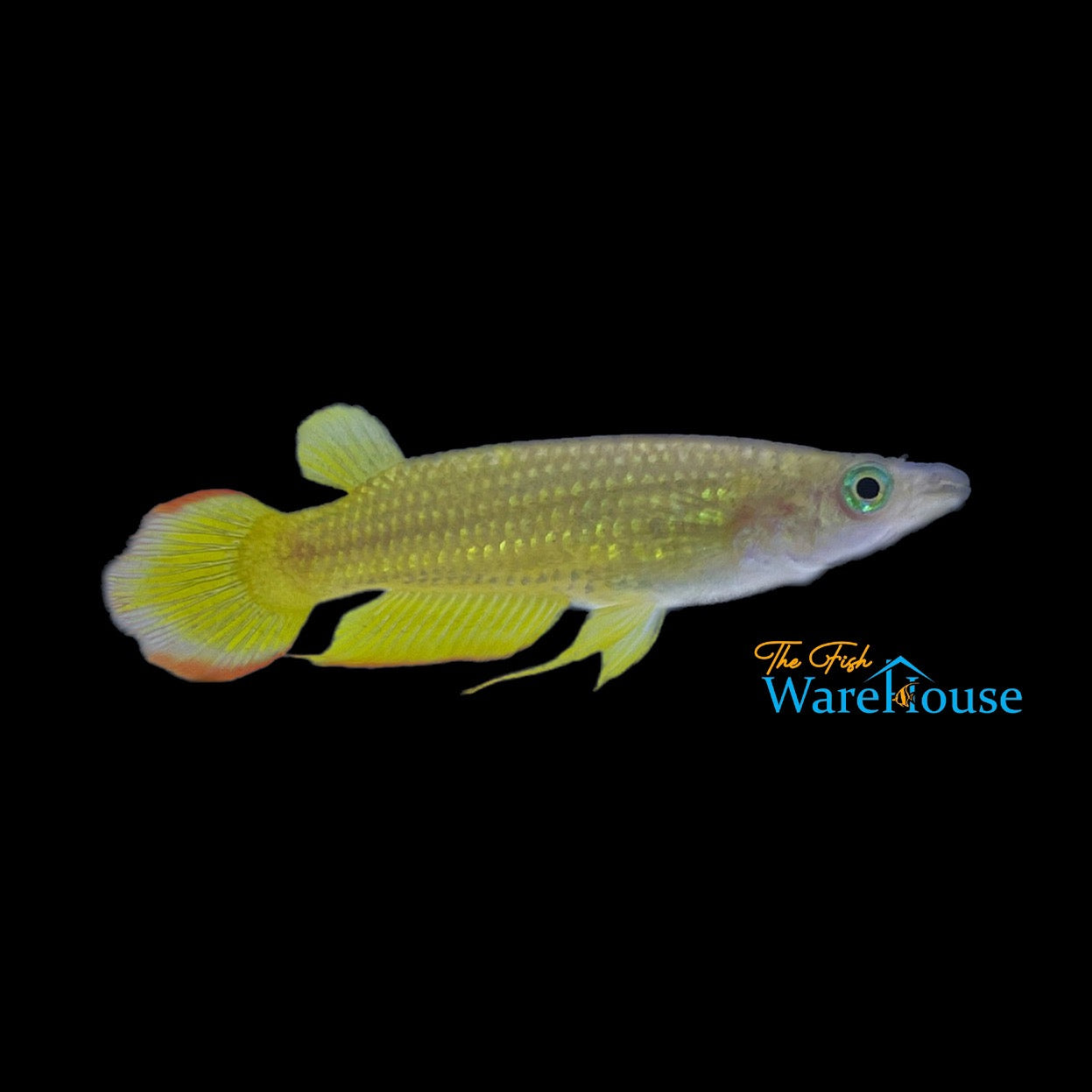 Golden Wonder Killifish (Aplocheilus lineatus gold)