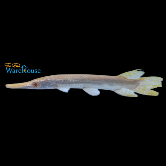 Golden Albino Alligator Gar (Atractosteus spatula)