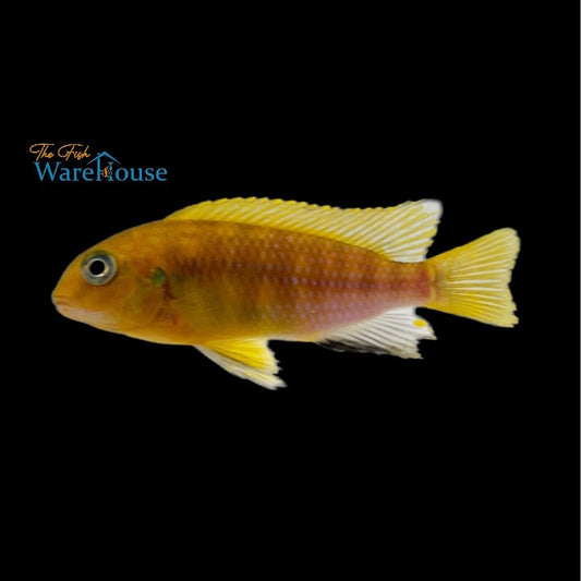 Golden Yellow Tropheops Cichlid (Tropheops macrophthalmus 'Kirondo')