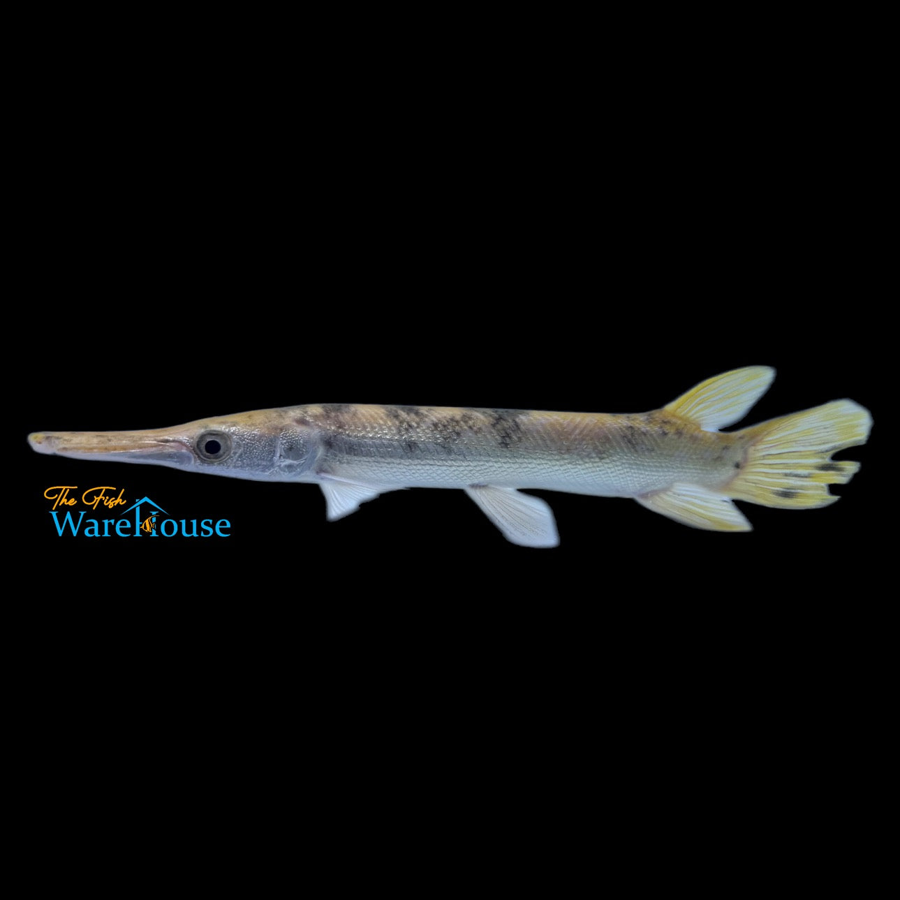 Golden Marbled Alligator Gar (Atractosteus spatula)