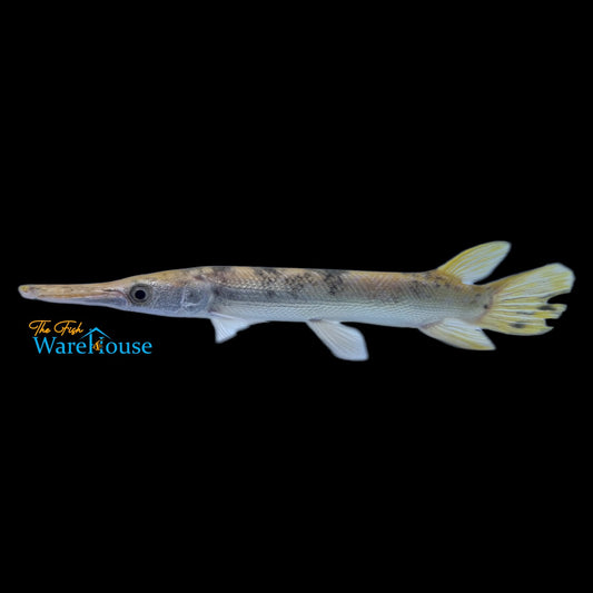 Golden Marbled Alligator Gar (Atractosteus spatula)