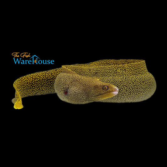 Goldentail Moray Eel (Gymnothorax miliaris)