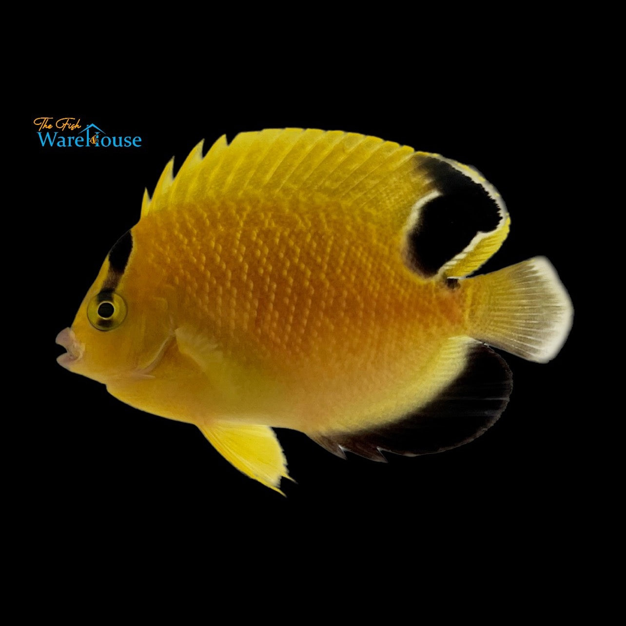 Goldflake Angelfish 'Captive Bred' (Apolemichthys xanthopunctatus)