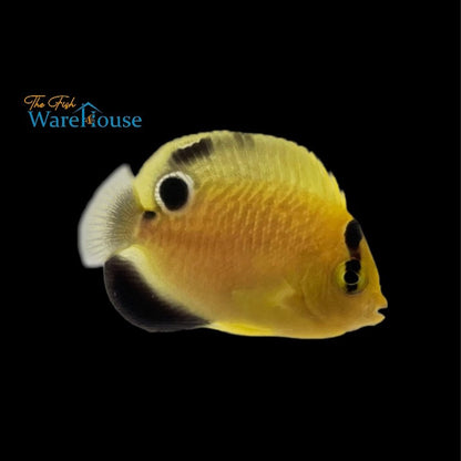 Goldflake Angelfish 'Captive Bred' (Apolemichthys xanthopunctatus)