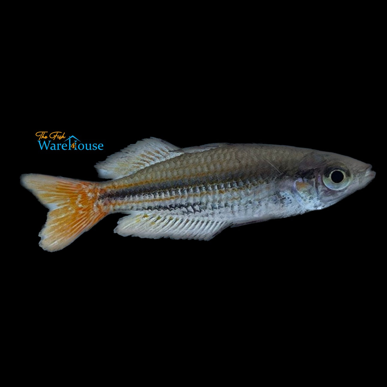 MacCulloch's Rainbowfish (Melanotaenia maccullochi)