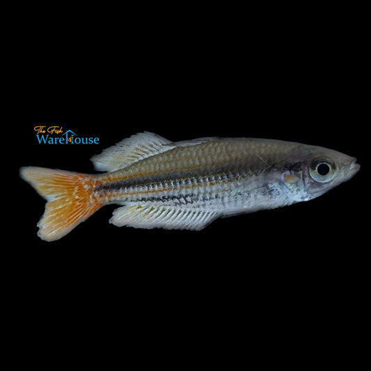 MacCulloch's Rainbowfish (Melanotaenia maccullochi)