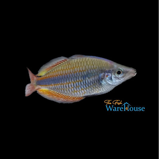 Goyder River Rainbowfish (Melanotaenia trifasciata)