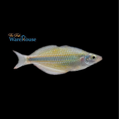 Goyder River Rainbowfish (Melanotaenia trifasciata)