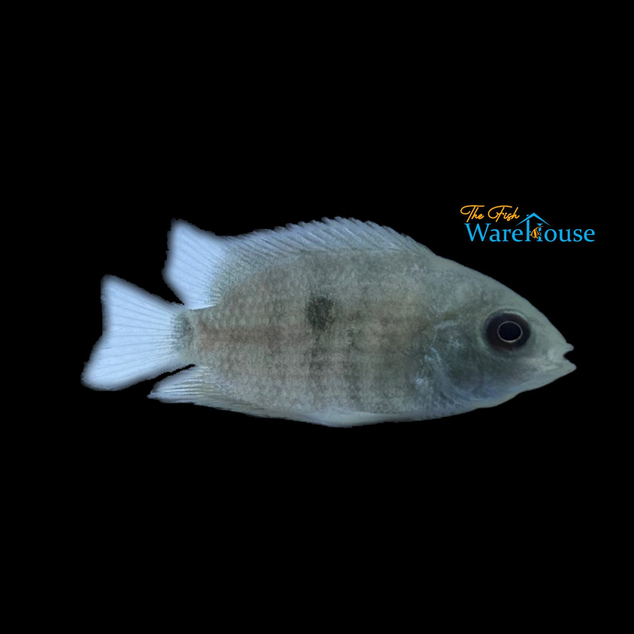 Bujurqui Cichlid 'Dwarf Severum' (Heroina isonycterina)