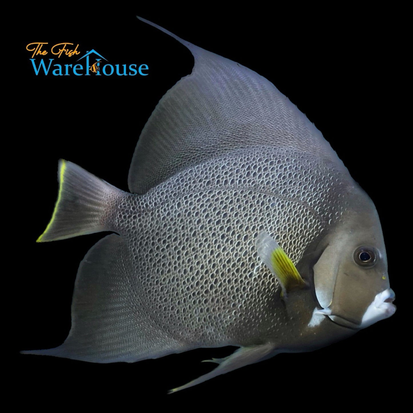 Gray (Black) Angelfish - Adult (Pomacanthus arcuatus)