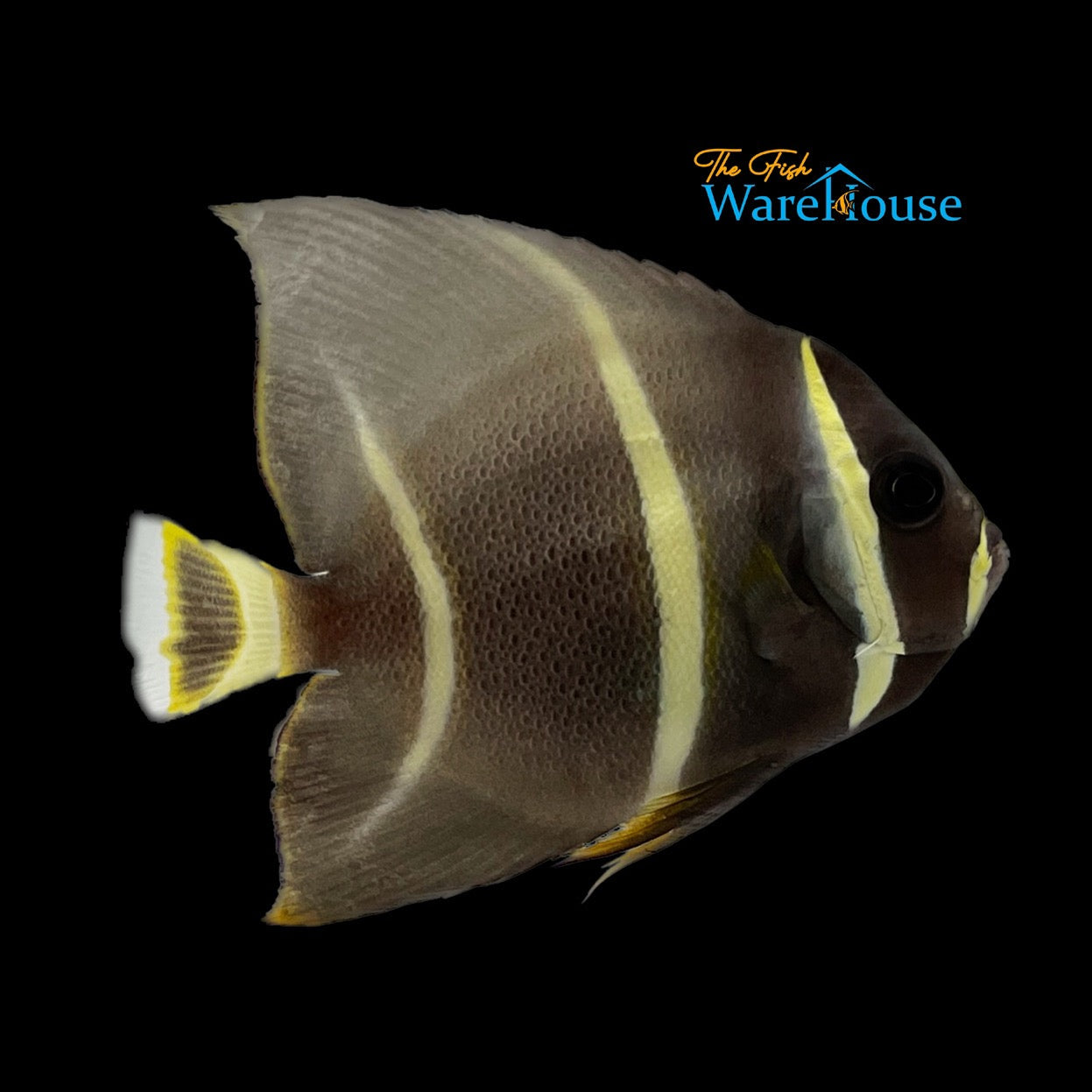 Gray (Black) Angelfish - Juvenile (Pomacanthus arcuatus)