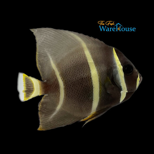 Gray (Black) Angelfish - Juvenile (Pomacanthus arcuatus)