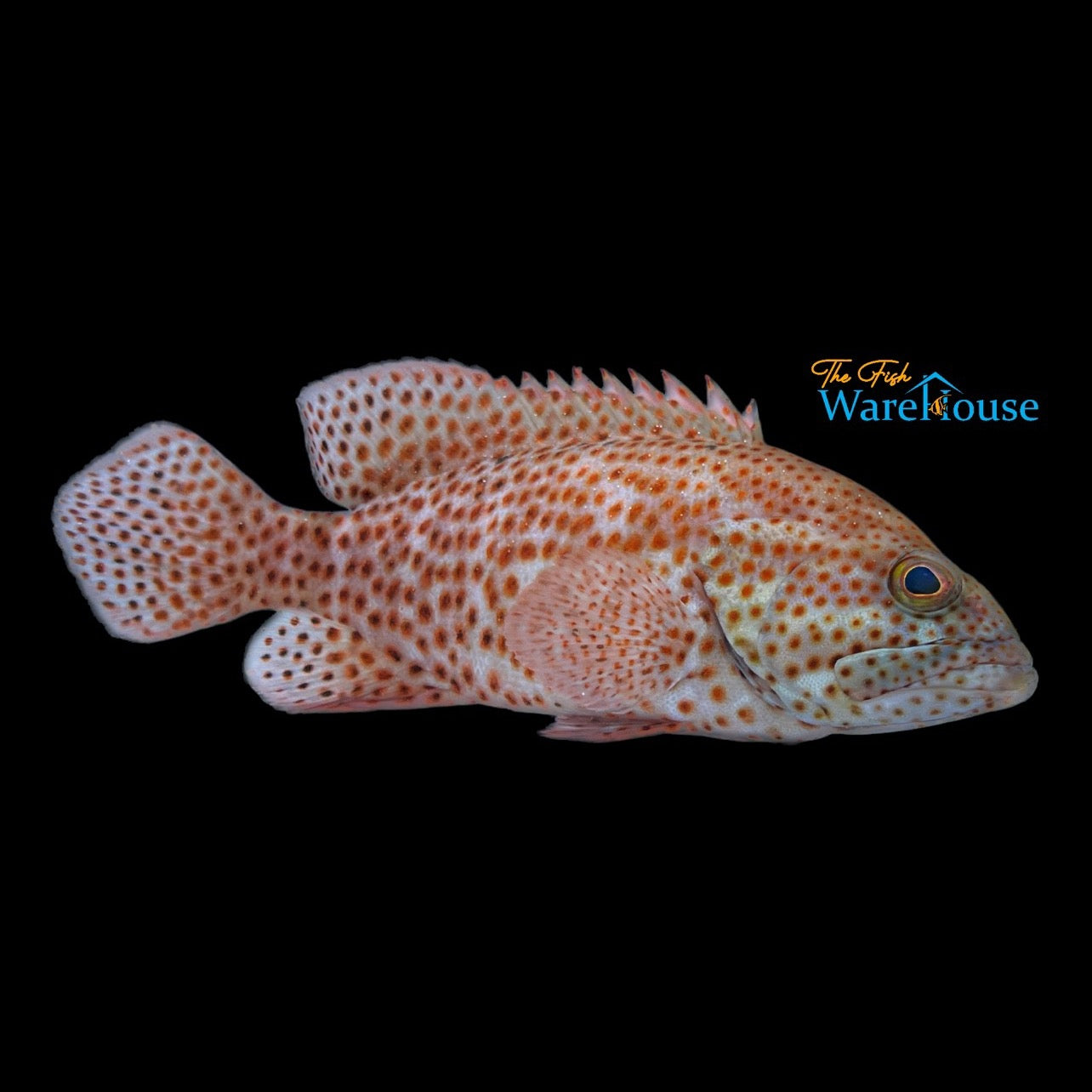 Graysby Grouper (Cephalopholis cruentata)