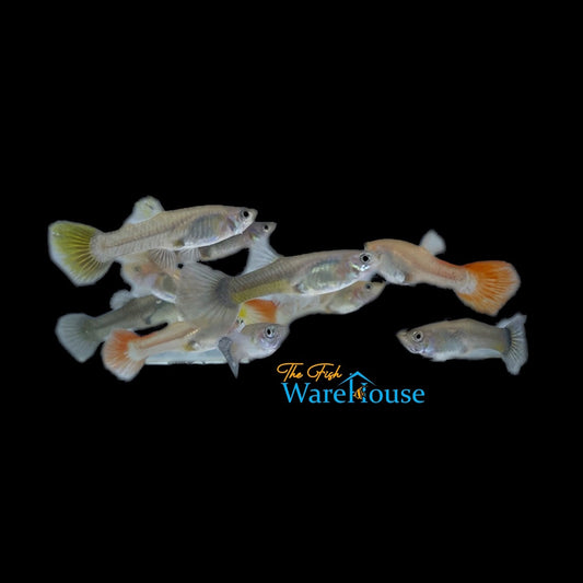 Premium Fancy Guppy - Female (Poecilia reticulata)