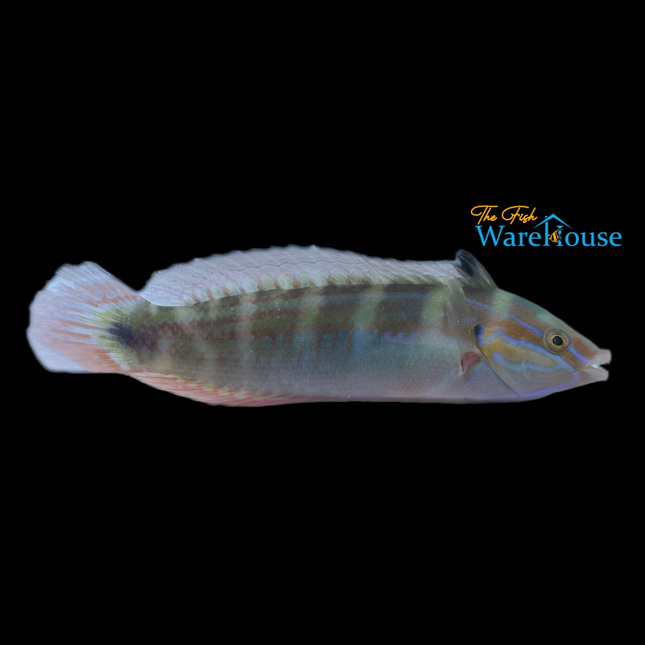 Spot Tail Coris Wrasse (Coris caudimacula)