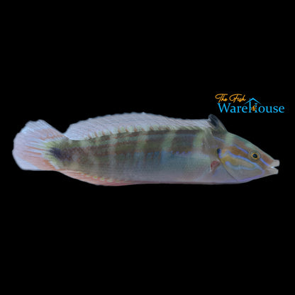 Spot Tail Coris Wrasse (Coris caudimacula)