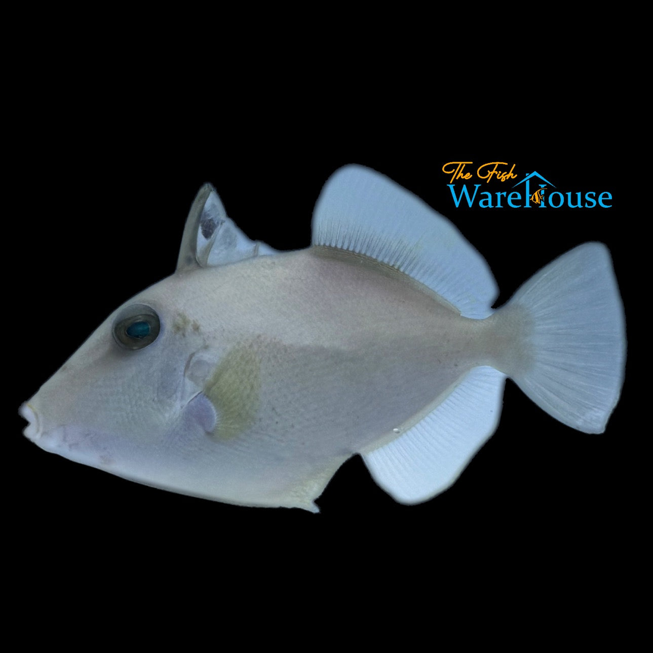 Masked Triggerfish (Sufflamen fraenatum)