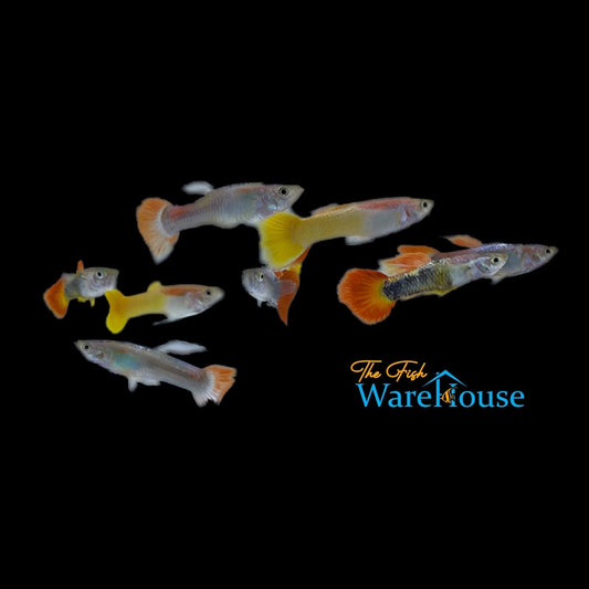 Premium Fancy Guppy - Male (Poecilia reticulata)