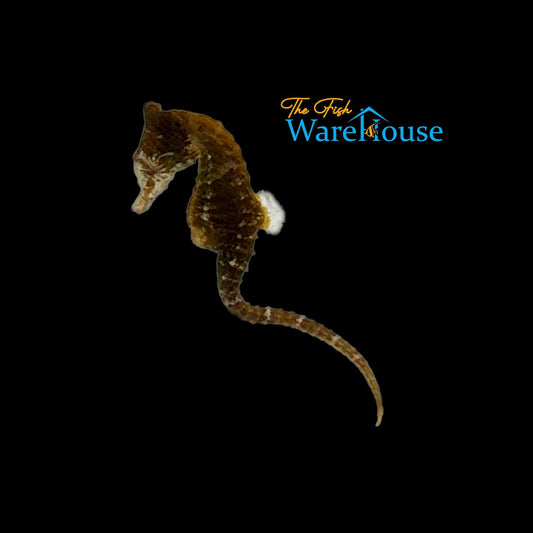 Dwarf Seahorse (Hippocampus zosterae)