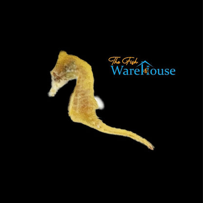 Dwarf Seahorse (Hippocampus zosterae)