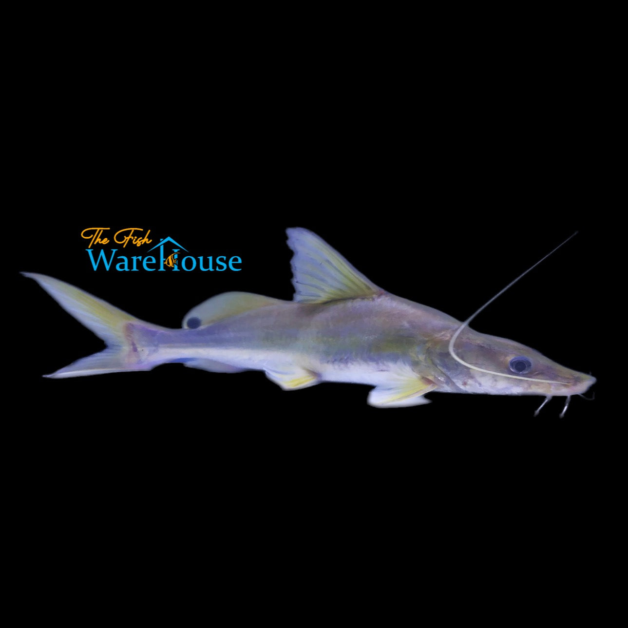 Indian Shovelnose Catfish (Sperata aor)