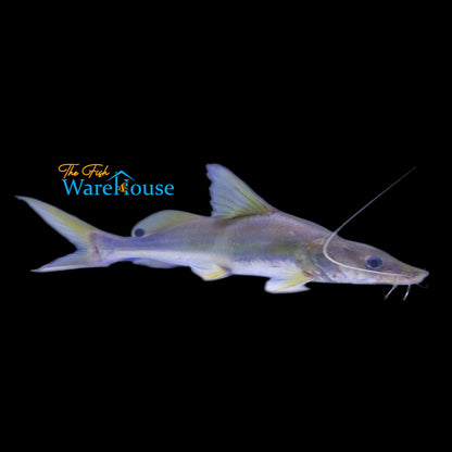 Indian Shovelnose Catfish (Sperata aor)