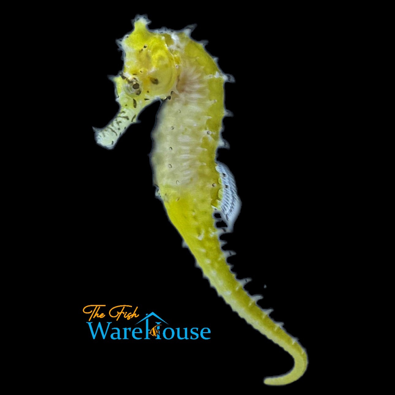 Australian Zebra Snout Barbouri Seahorse - Captive Bred (Hippocampus barbouri)