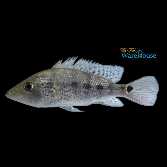 Green Bay Snook Cichlid (Petenia splendida)