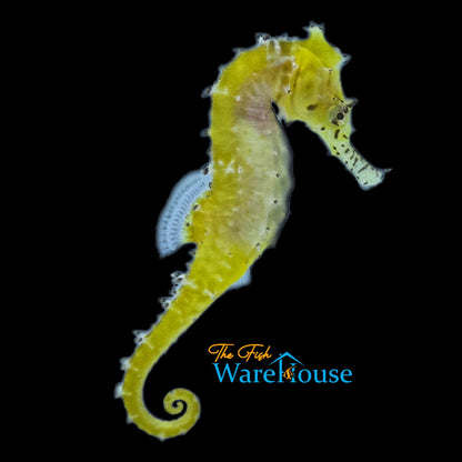 Australian Zebra Snout Barbouri Seahorse - Captive Bred (Hippocampus barbouri)