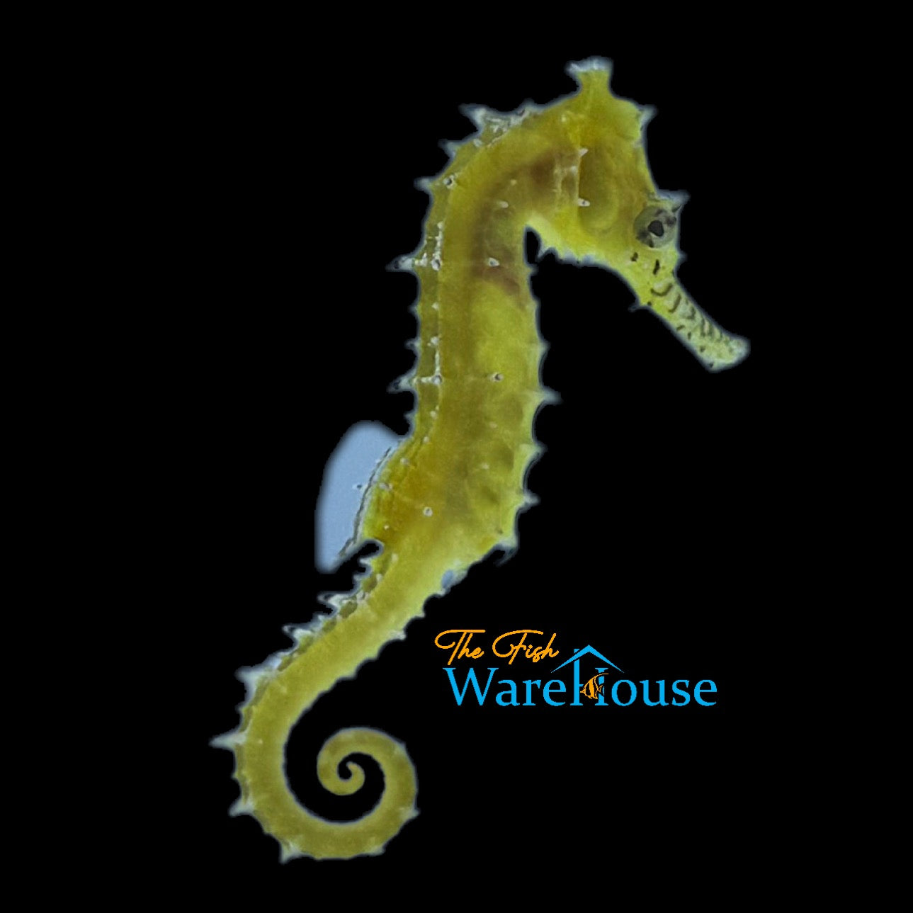 Australian Zebra Snout Barbouri Seahorse - Captive Bred (Hippocampus barbouri)