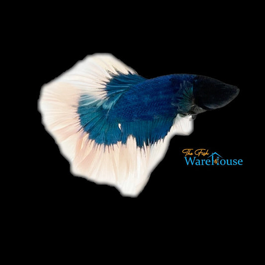 Green Butterfly Halfmoon Betta - Male (Betta splendens)