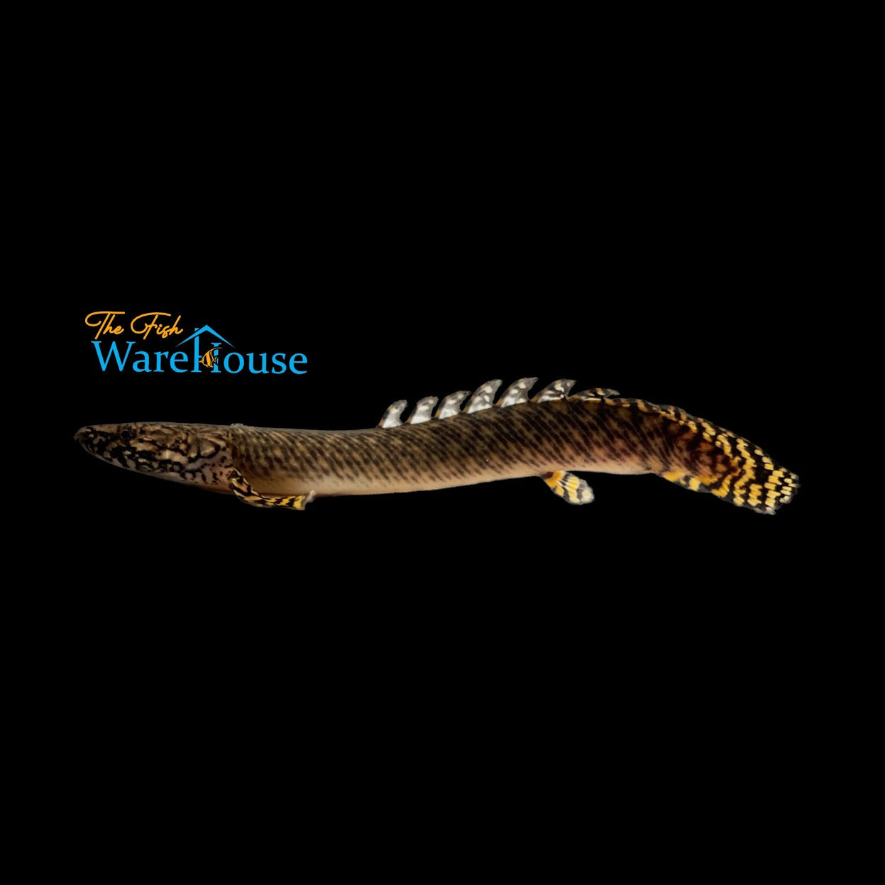 Ornate Bichir (Polypterus ornatipinnis)