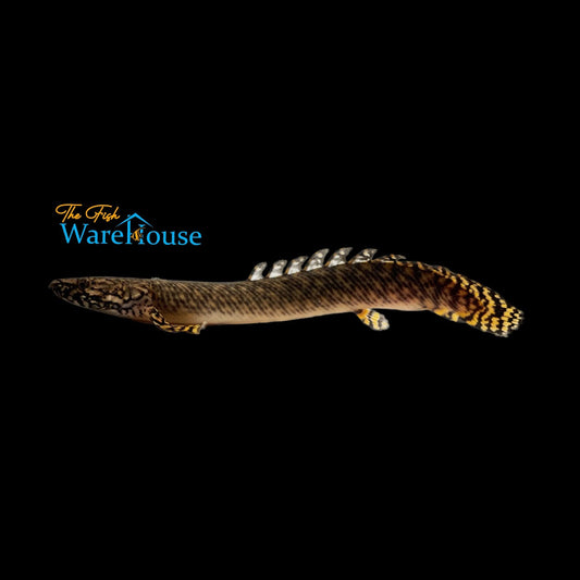 Ornate Bichir (Polypterus ornatipinnis)