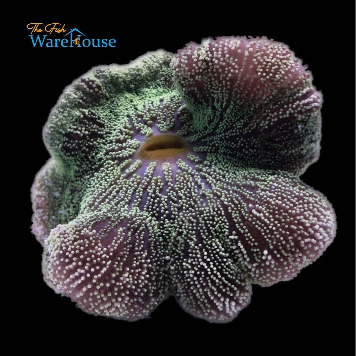 Green Carpet Anemone (Stichodactyla gigantea)