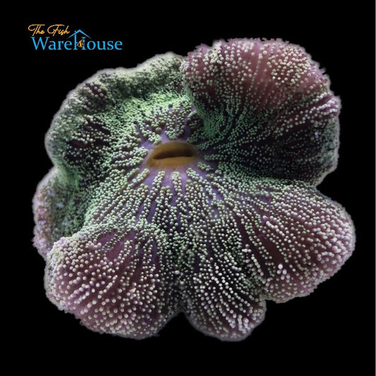 Green Carpet Anemone (Stichodactyla gigantea)