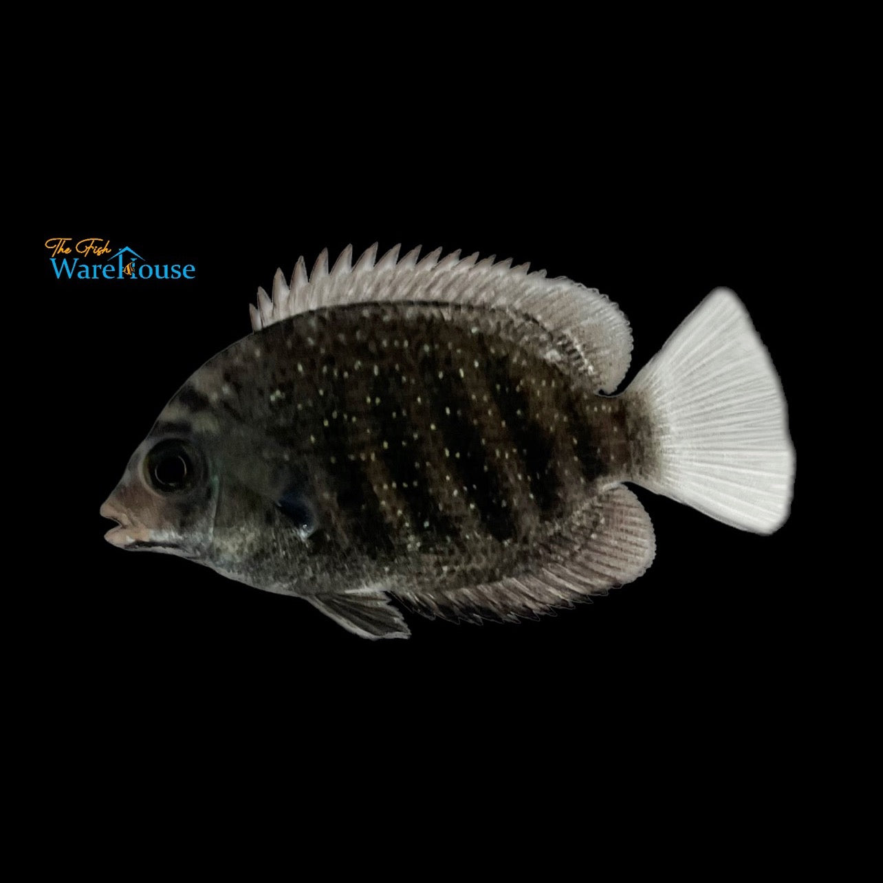 Green Chromide Cichlid - Wild (Etroplus suratensis)