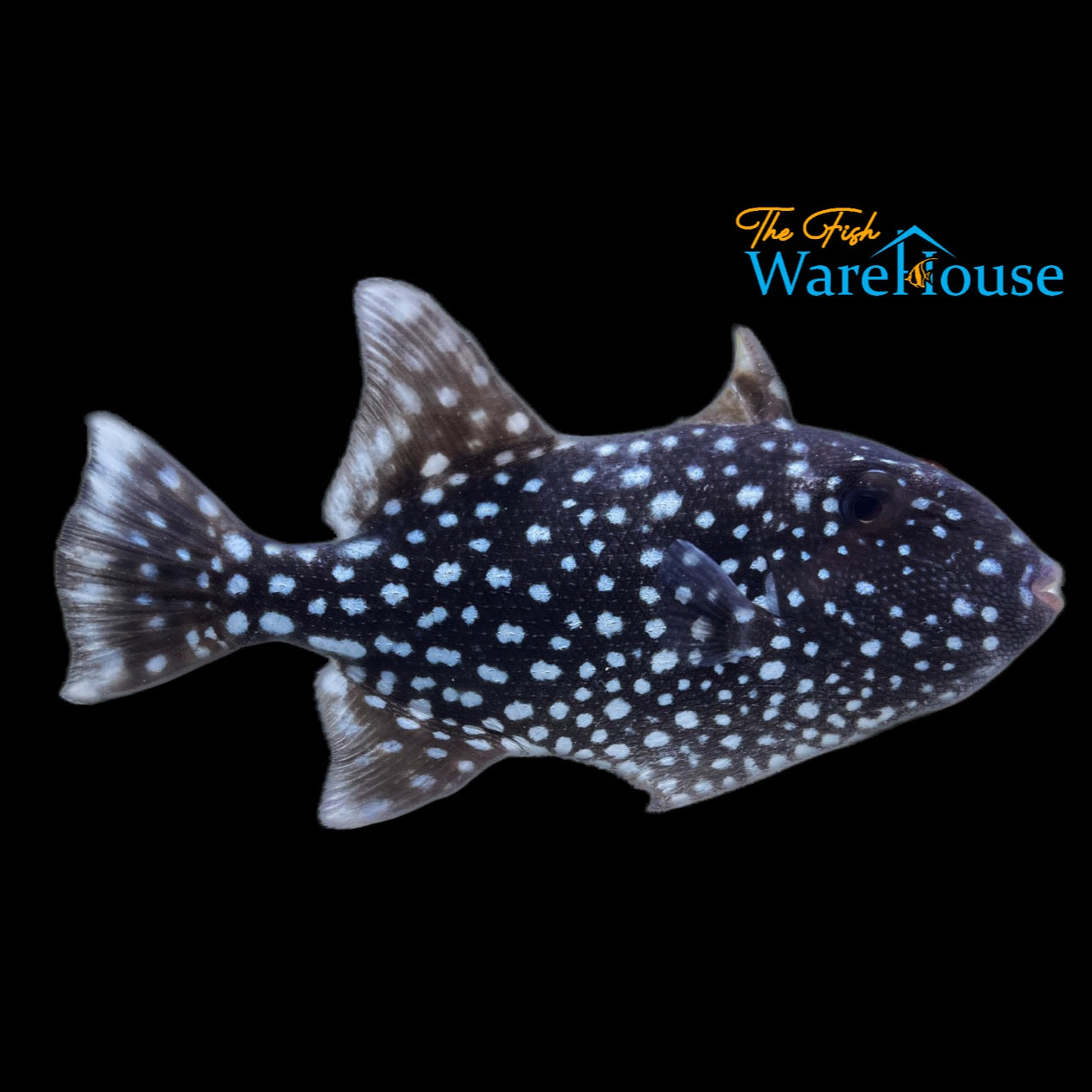 Spotted Oceanic Trigger (Canthidermis maculata)