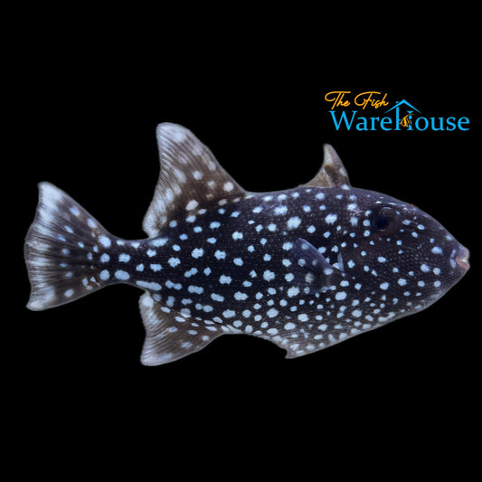 Spotted Oceanic Trigger (Canthidermis maculata)