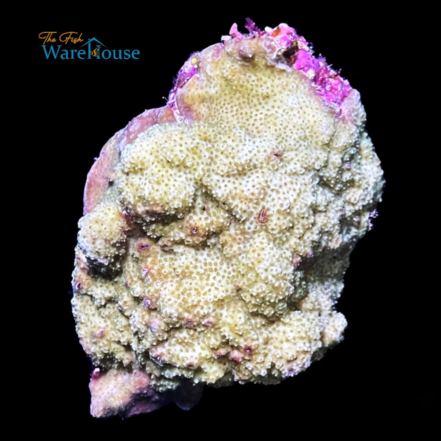 Green Encrusting Montipora Coral (Montipora sp.)