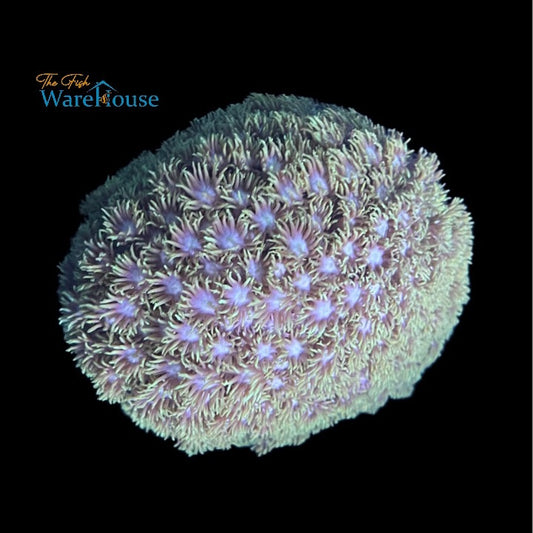 Green Flowerpot Coral (Goniopora sp.)