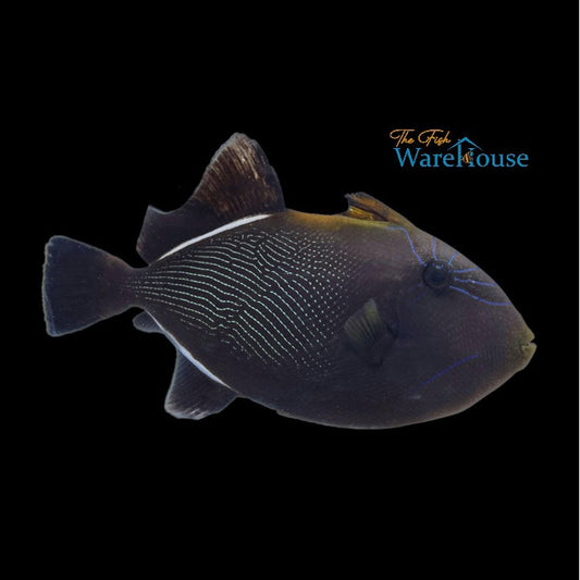 Indian Black Trigger (Melichthys indicus)